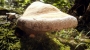 Грибная диковинка