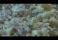 Мясной салат с отварной говядиной видео рецепт